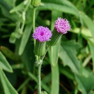 Emilia sonchifolia.petit lastron. ( fleurs ) ..asteraceae.amphinaturalisé..jpeg